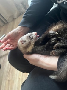 Неймовірний тхорик