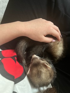 Неймовірний тхорик