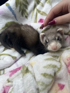 Неймовірний тхорик