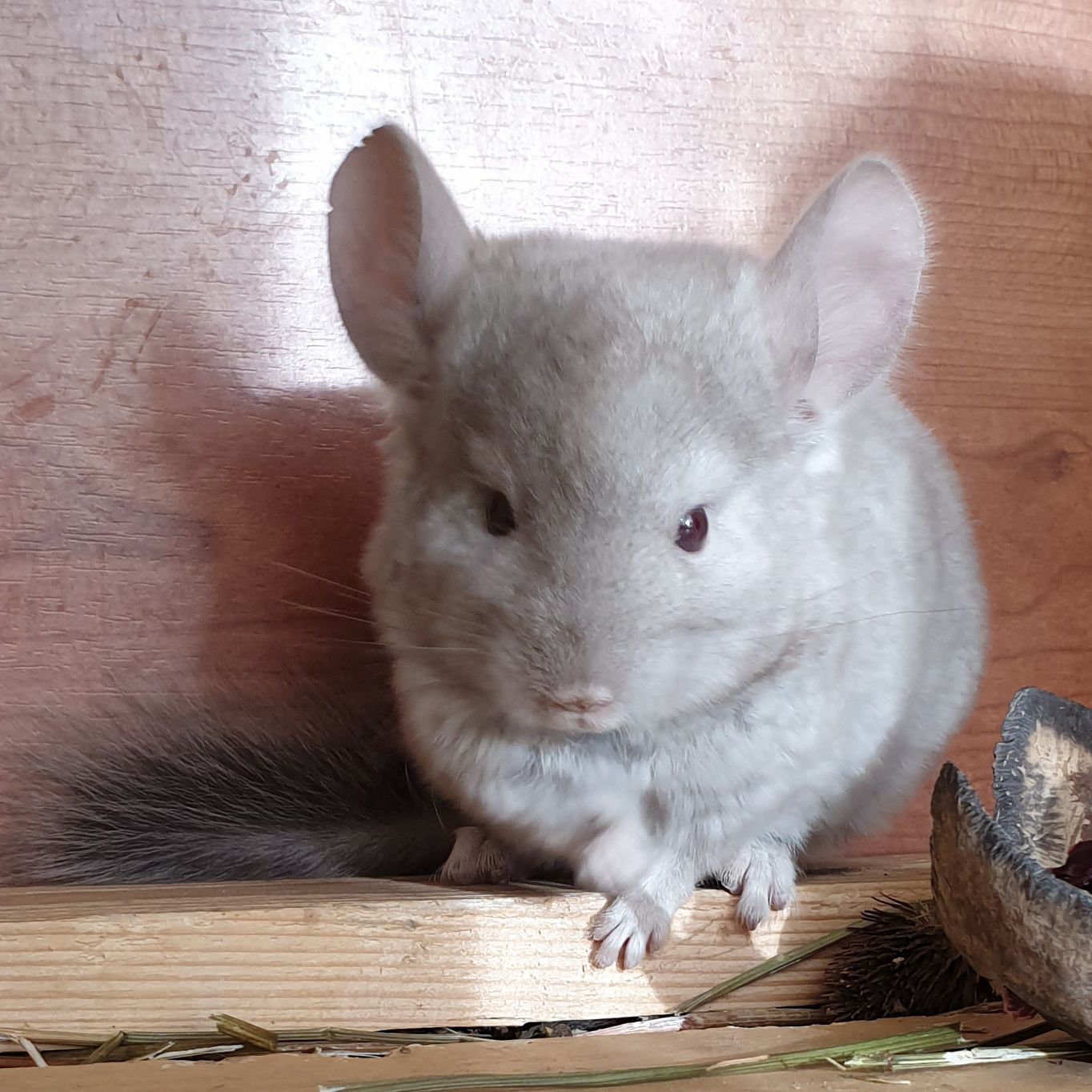 Маленький самец шиншиллы Бежевый эбони носитель ангоры