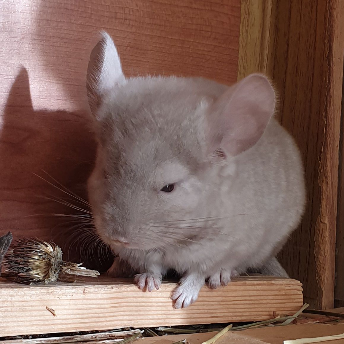 Маленький самец шиншиллы Бежевый эбони носитель ангоры