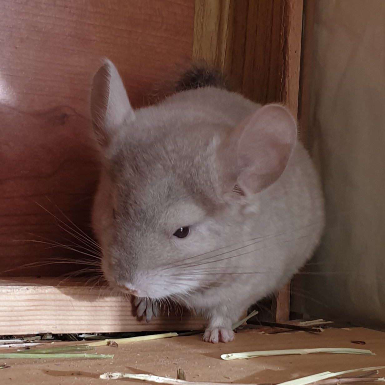 Маленький самец шиншиллы Бежевый эбони носитель ангоры