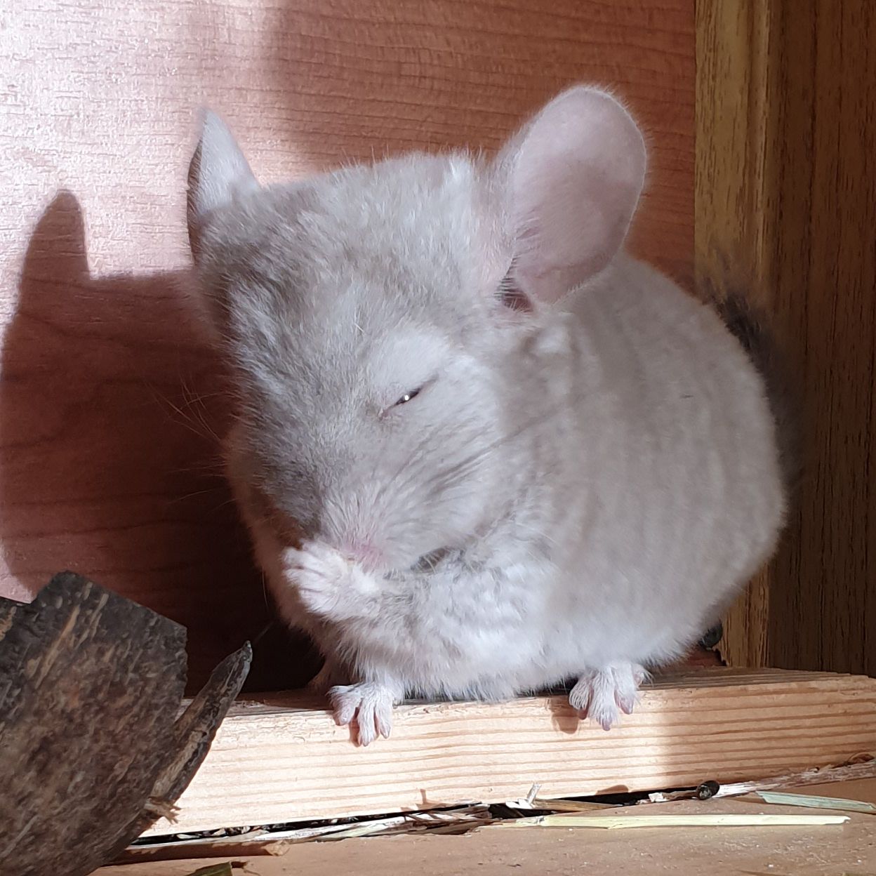 Маленький самец шиншиллы Бежевый эбони носитель ангоры