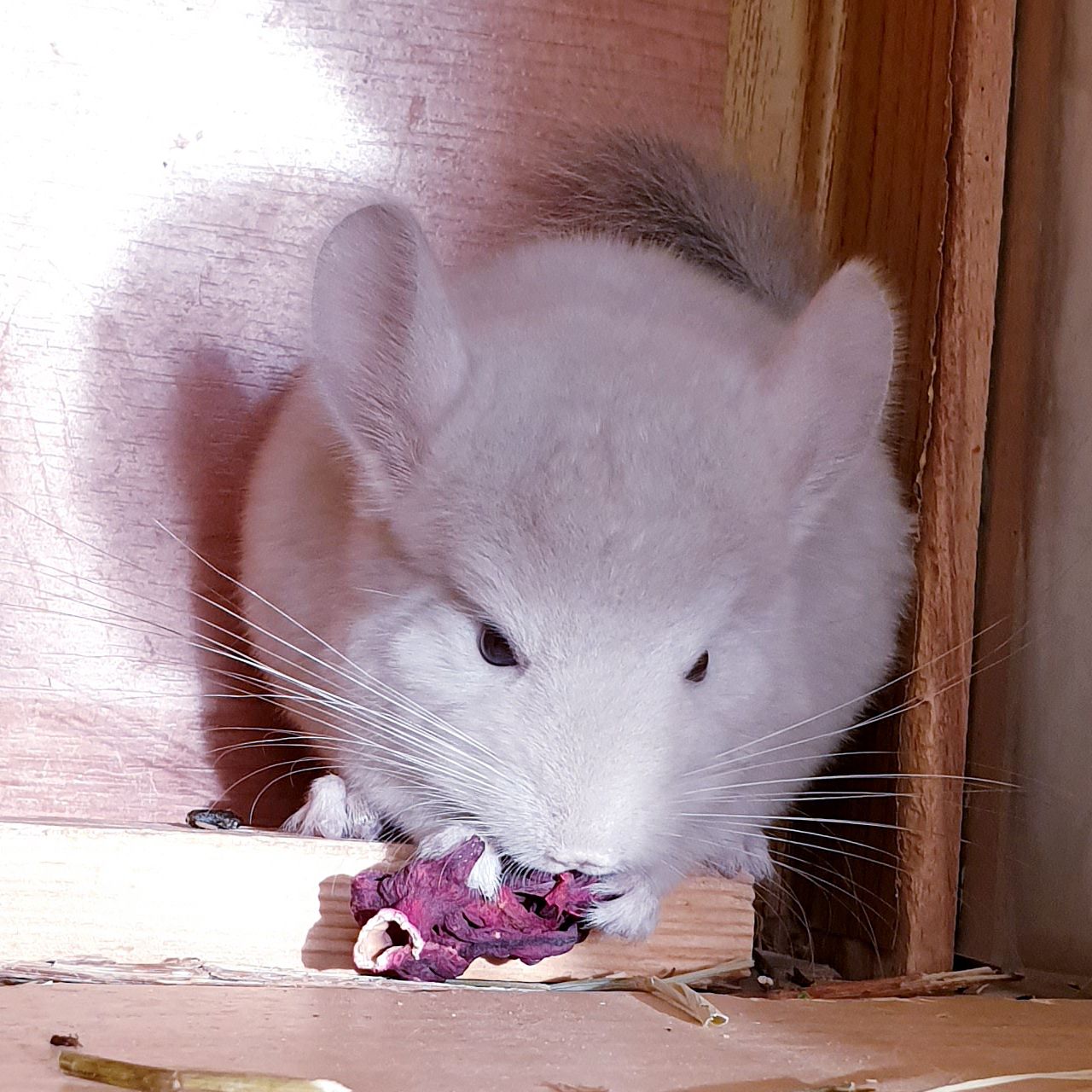 Маленький самец шиншиллы Бежевый фиолет эбони носитель ангоры