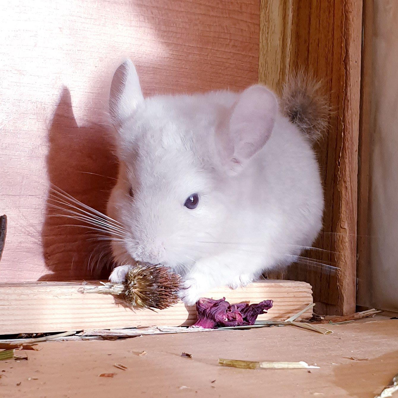 Маленький самец шиншиллы Бежевый фиолет эбони носитель ангоры