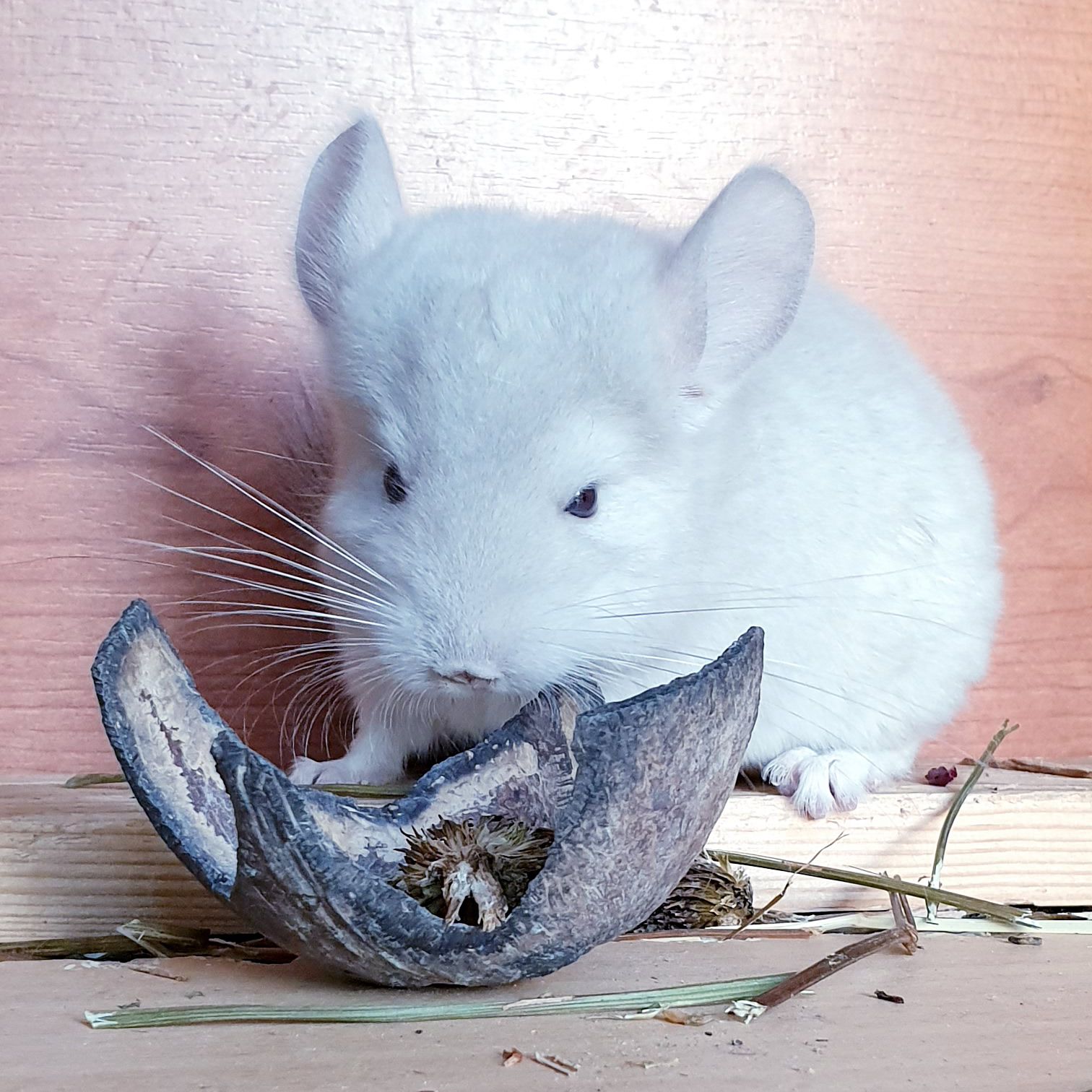 Маленький самец шиншиллы Бежевый фиолет эбони носитель ангоры