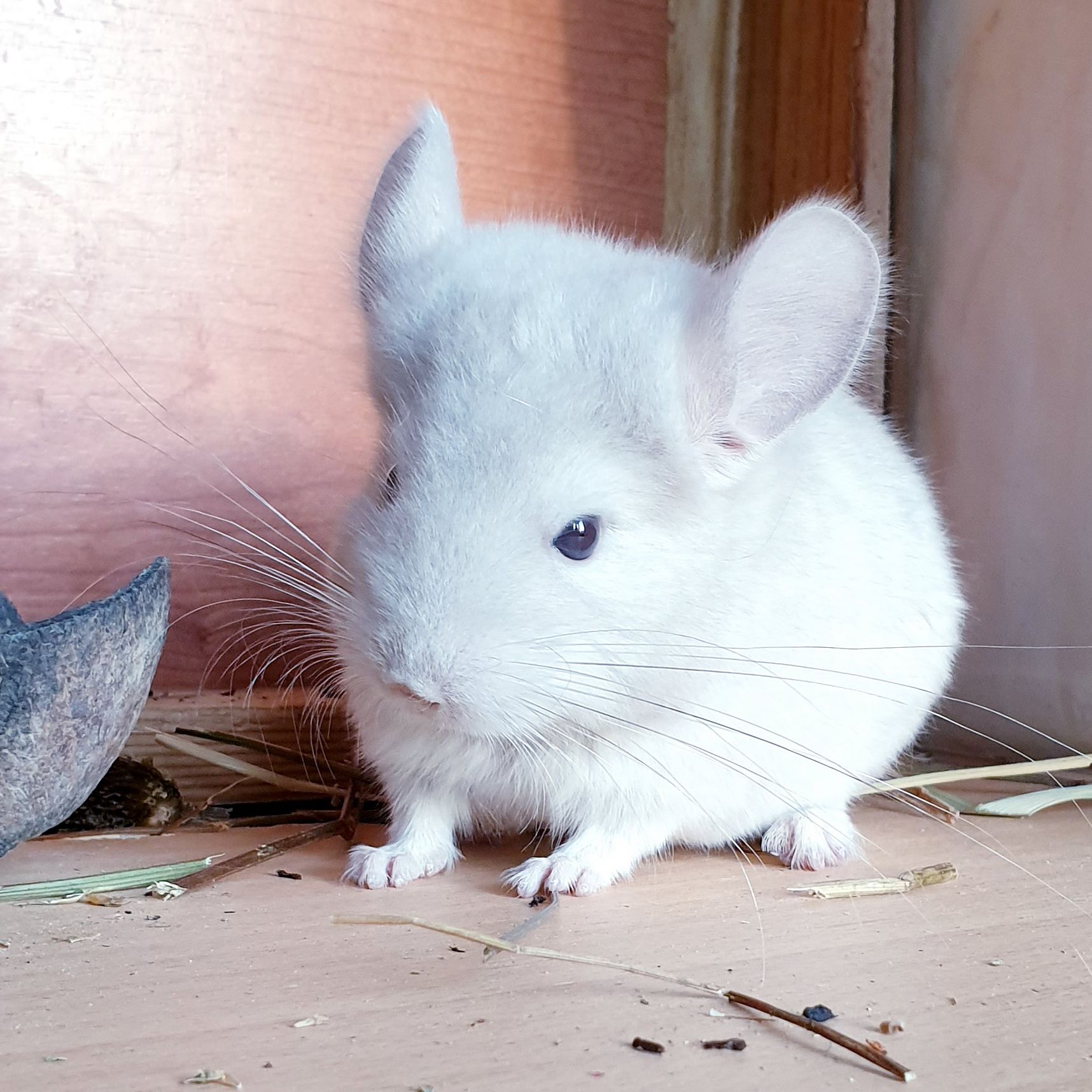 Маленький самец шиншиллы Бежевый фиолет эбони носитель ангоры