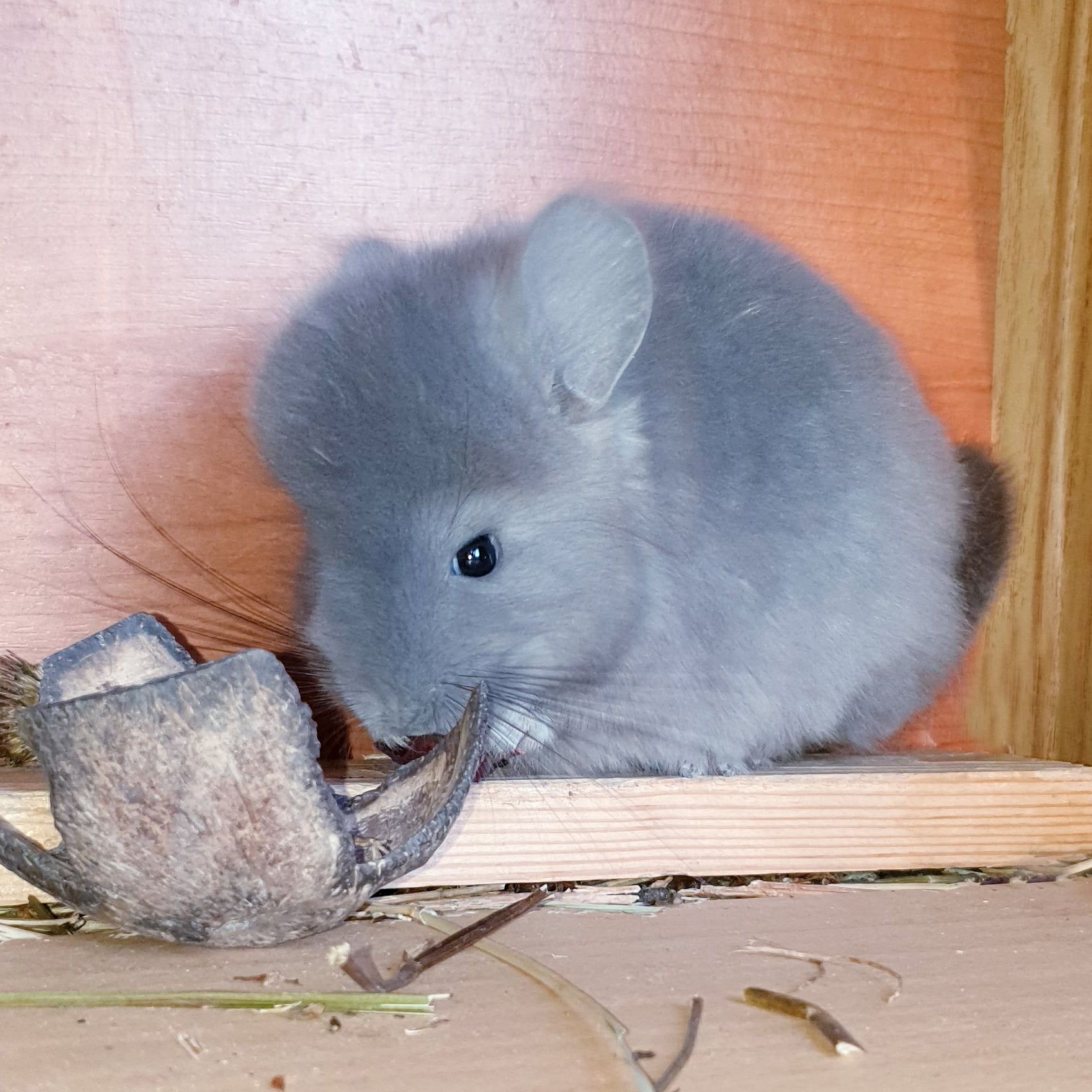 Маленький самец шиншиллы Фиолет эбони Ангора