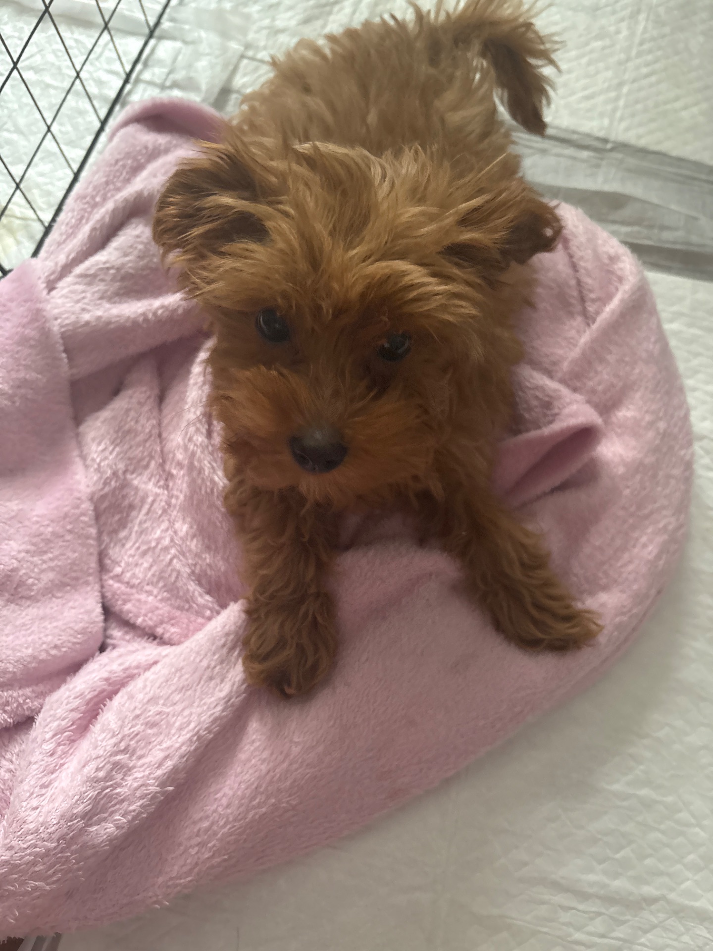 Чудовий хлопчик мальтипу