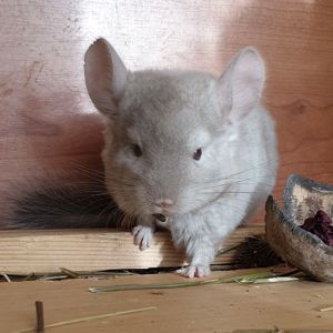 Маленький самец шиншиллы Бежевый эбони носитель ангоры