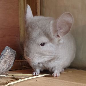 Маленький самец шиншиллы Бежевый эбони носитель ангоры