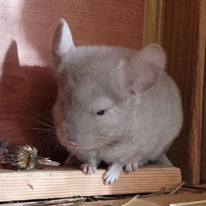 Маленький самец шиншиллы Бежевый эбони носитель ангоры