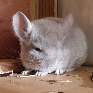 Маленький самец шиншиллы Бежевый эбони носитель ангоры