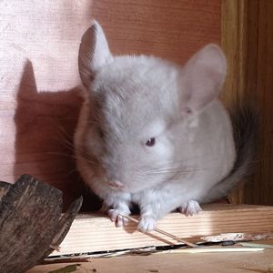 Маленький самец шиншиллы Бежевый эбони носитель ангоры