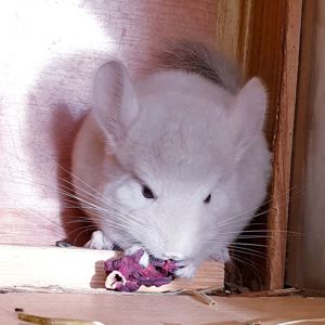 Маленький самец шиншиллы Бежевый фиолет эбони носитель ангоры