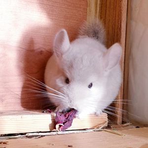 Маленький самец шиншиллы Бежевый фиолет эбони носитель ангоры