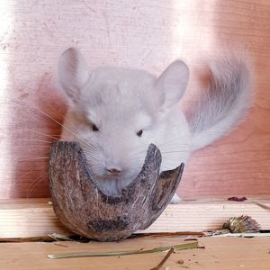 Маленький самец шиншиллы Бежевый фиолет эбони носитель ангоры