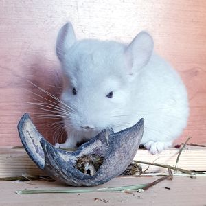 Маленький самец шиншиллы Бежевый фиолет эбони носитель ангоры