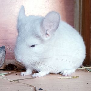 Маленький самец шиншиллы Бежевый фиолет эбони носитель ангоры