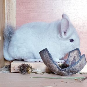 Маленький самец шиншиллы Бежевый фиолет эбони носитель ангоры