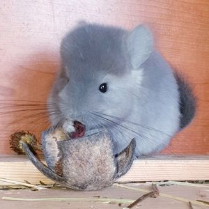 Маленький самец шиншиллы Фиолет эбони Ангора