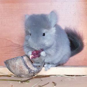 Маленький самец шиншиллы Фиолет эбони Ангора