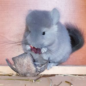 Маленький самец шиншиллы Фиолет эбони Ангора