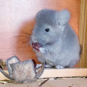 Маленький самец шиншиллы Фиолет эбони Ангора