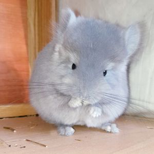 Маленький самец шиншиллы Фиолет эбони Ангора