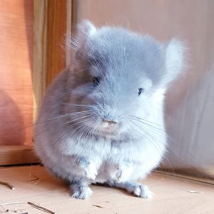 Маленький самец шиншиллы Фиолет эбони Ангора