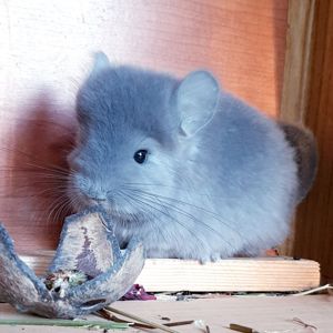 Маленький самец шиншиллы Фиолет эбони Ангора