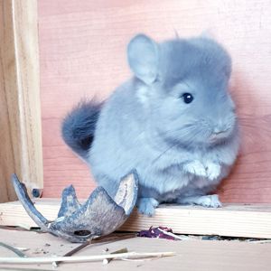 Маленький самец шиншиллы Фиолет эбони Ангора