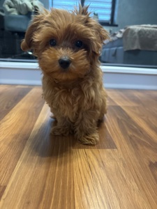 Чудовий хлопчик мальтипу