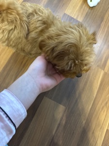 Чудовий хлопчик мальтипу