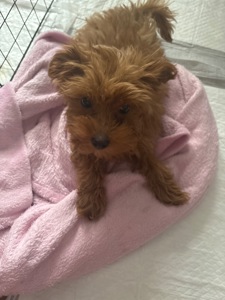 Чудовий хлопчик мальтипу