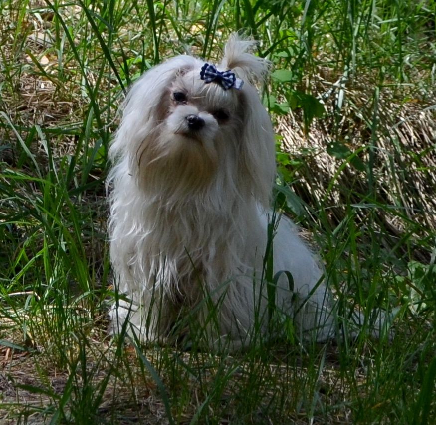 В зв’язку з від’їздом за кордон терміново продається мальтезе клуб КСУ FCI