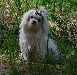 В зв’язку з від’їздом за кордон терміново продається мальтезе клуб КСУ FCI