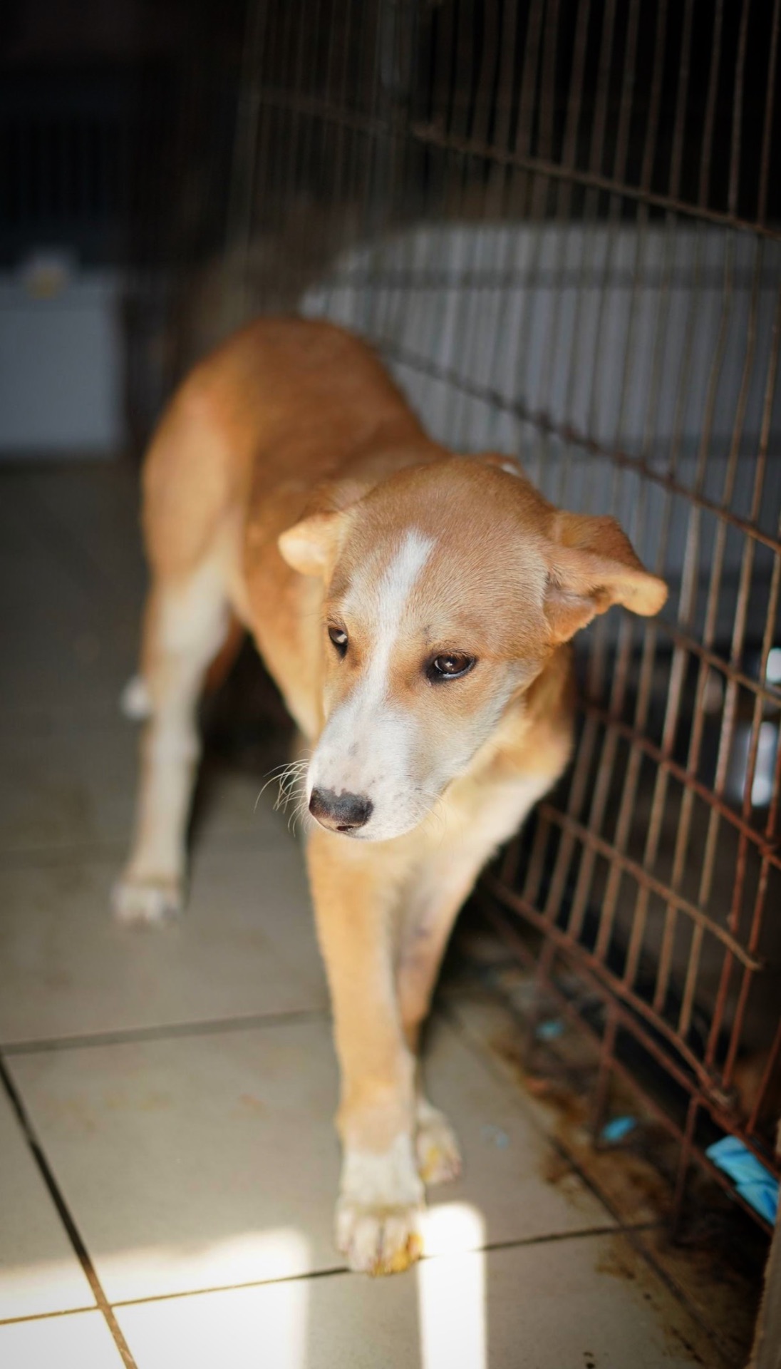 Цуценя з сумними очима мріє про родину!