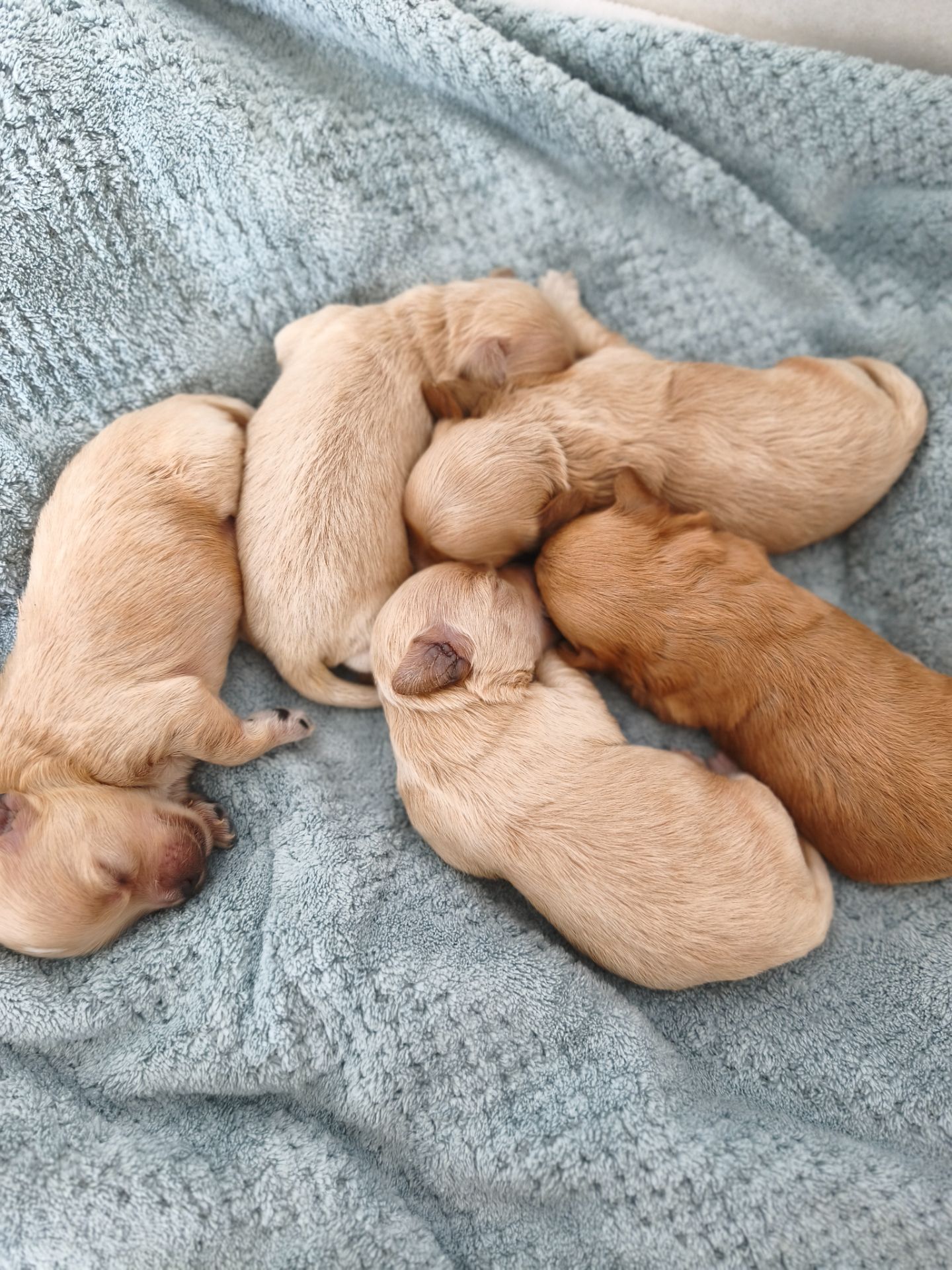 Міні мальтіпу китайські крові