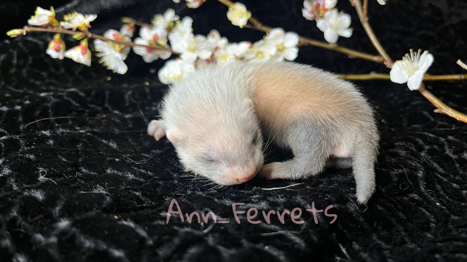 Малюки Фретки, тхора, тхорики, хорьки