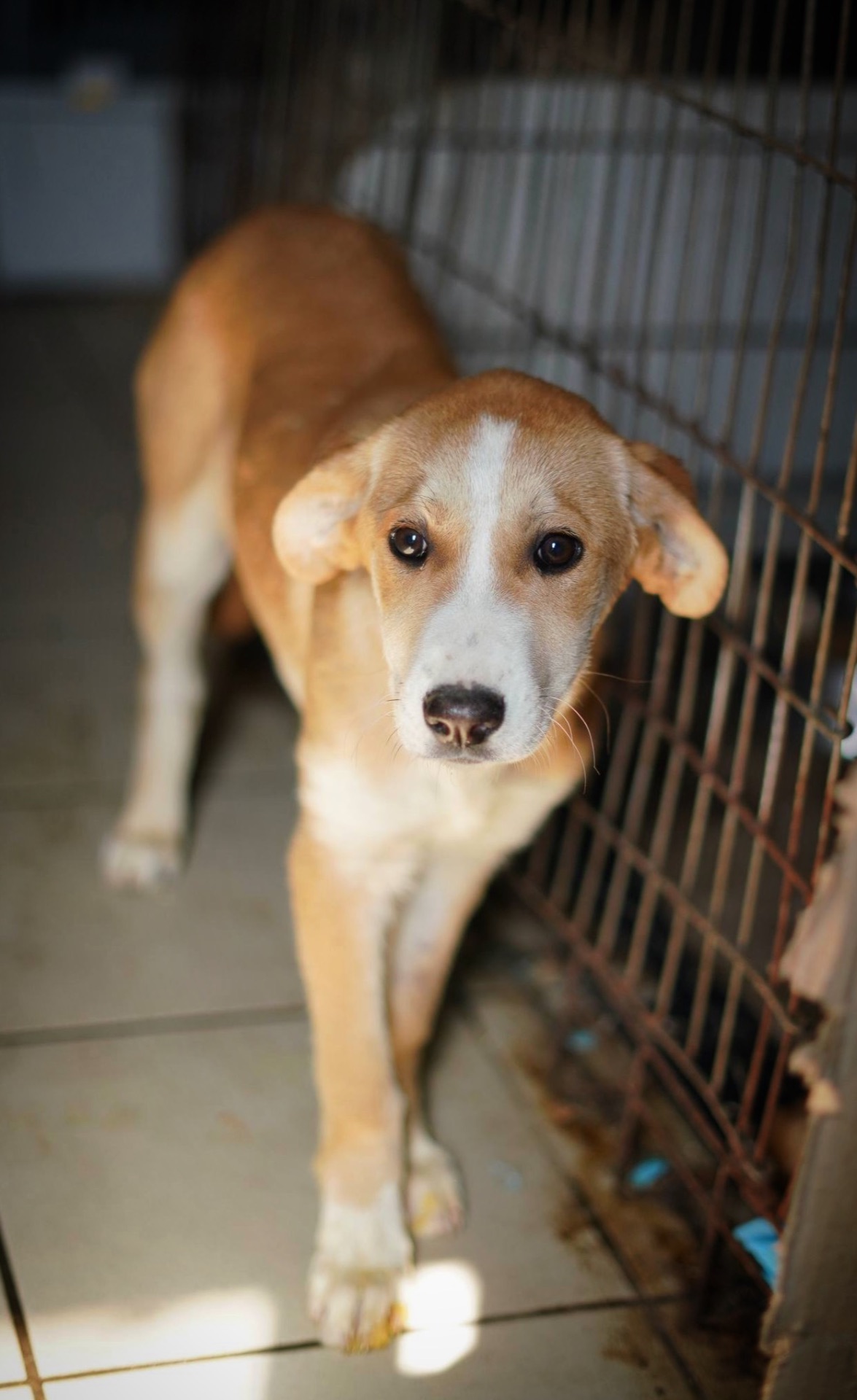 Цуценя з сумними очима мріє про родину!