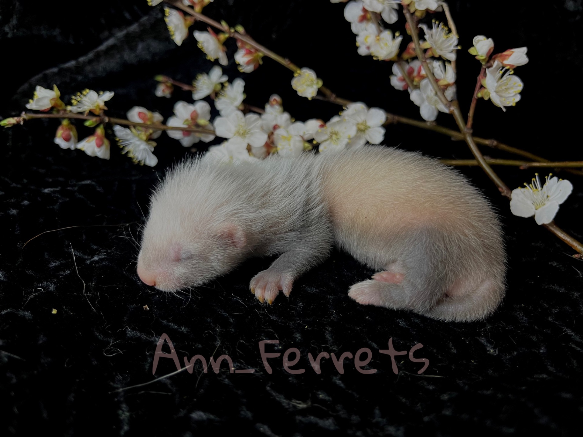 Малюки Фретки, тхора, тхорики, хорьки