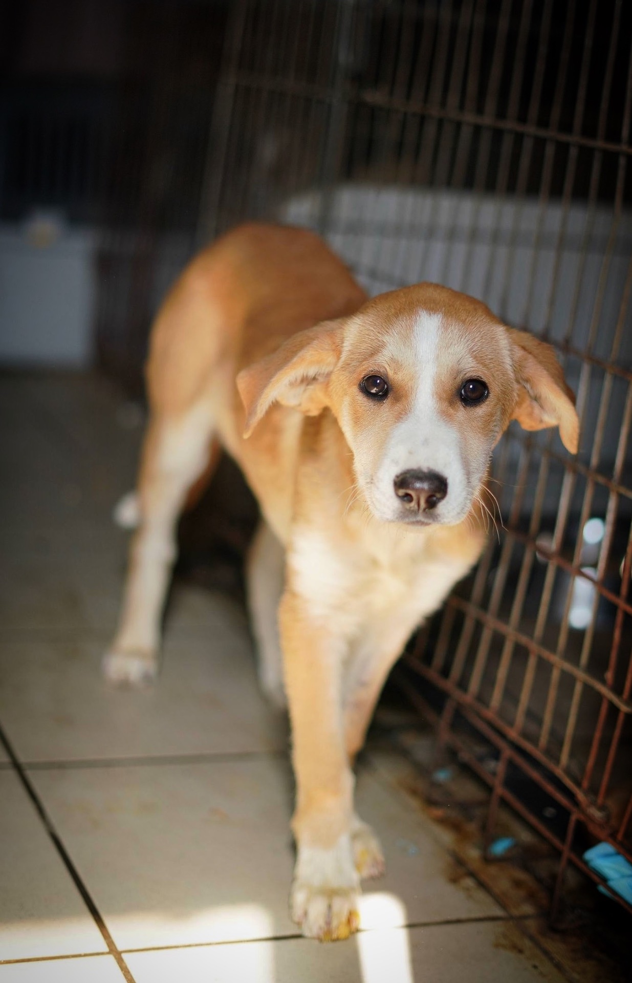 Цуценя з сумними очима мріє про родину!