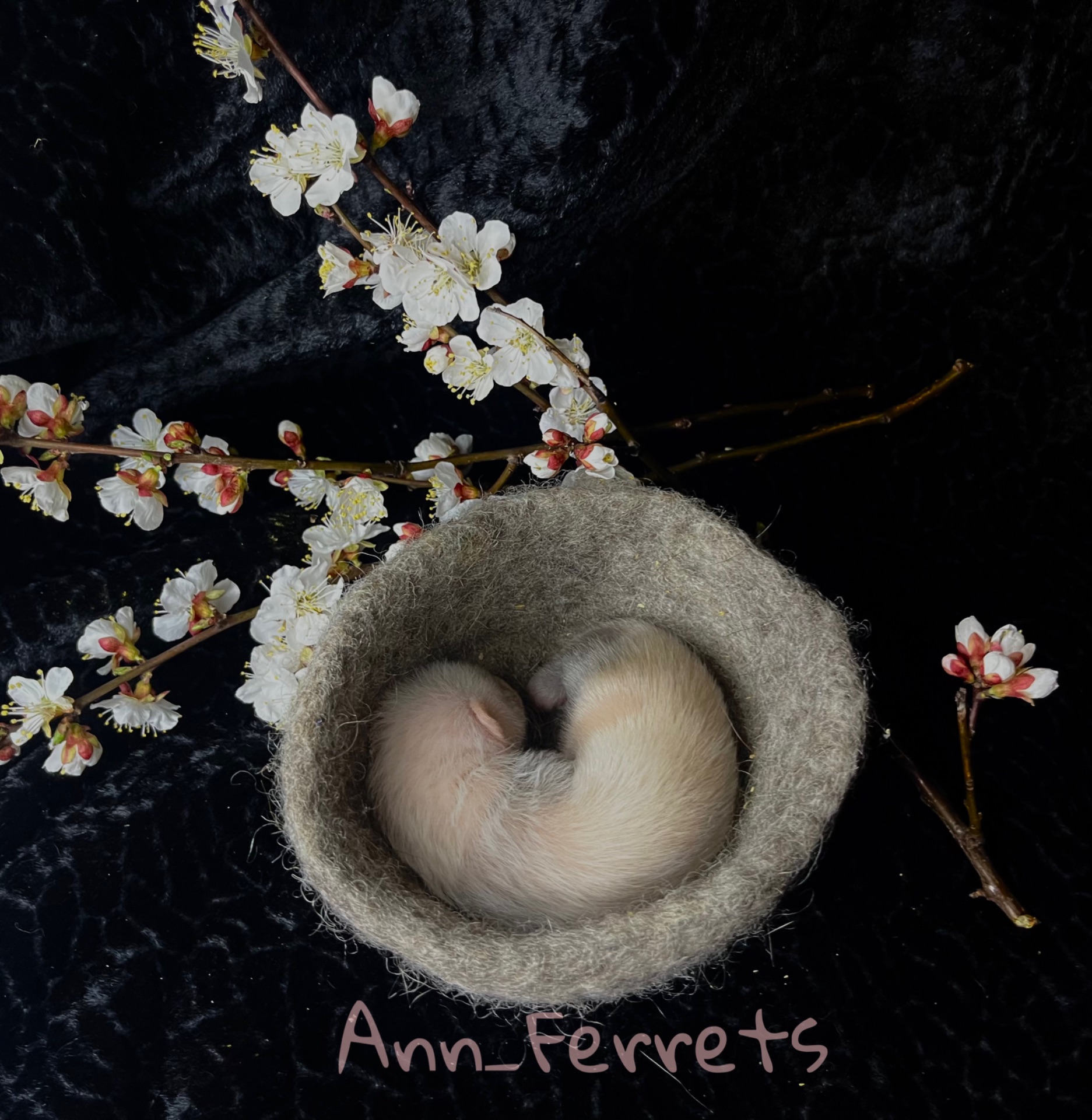 Малюки Фретки, тхора, тхорики, хорьки