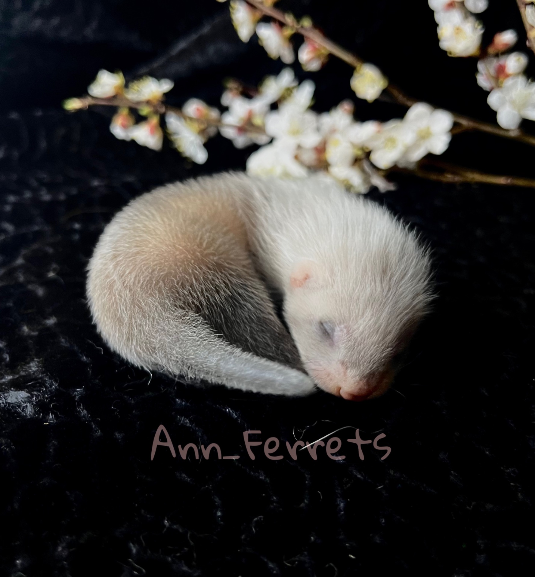 Малюки Фретки, тхора, тхорики, хорьки