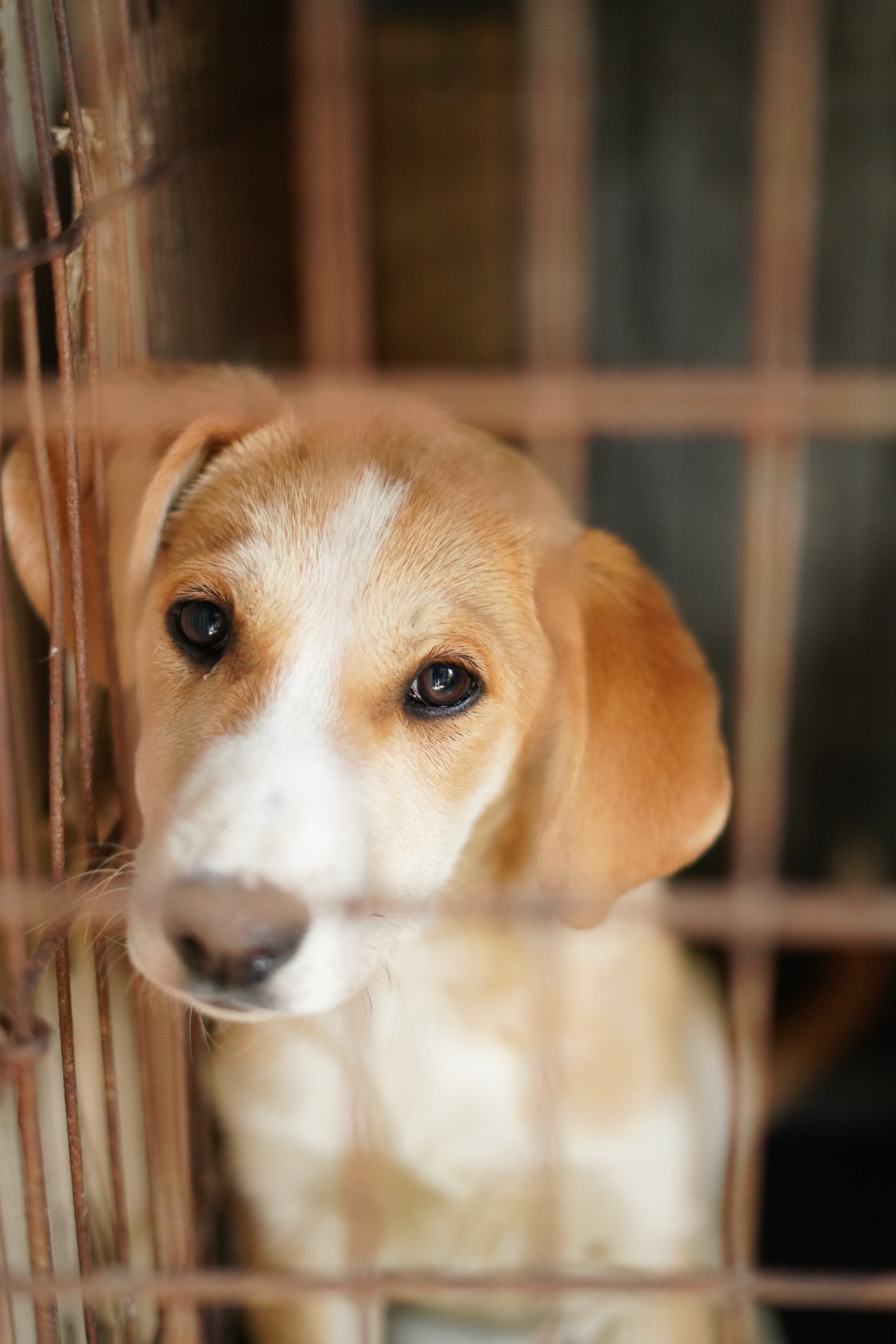 Цуценя з сумними очима мріє про родину!