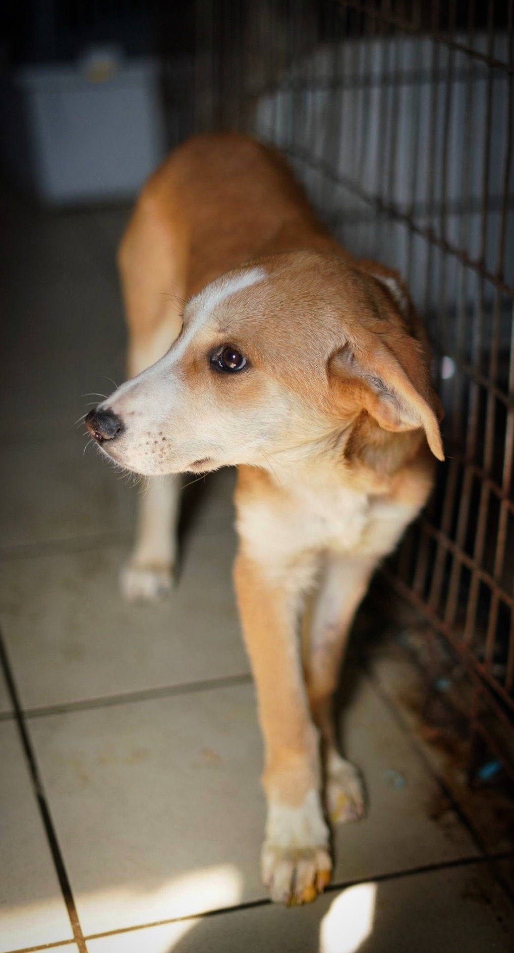 Цуценя з сумними очима мріє про родину!