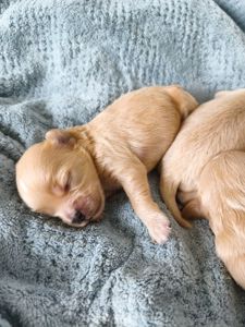 Міні мальтіпу китайські крові