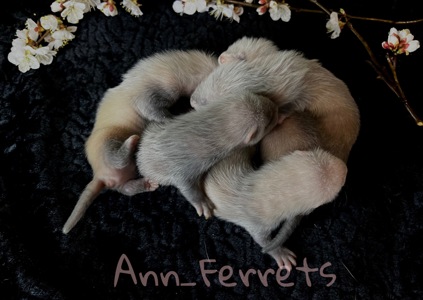 Малюки Фретки, тхора, тхорики, хорьки