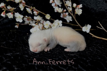 Малюки Фретки, тхора, тхорики, хорьки